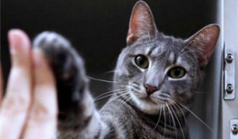 猫咪视频在线观看,猫咪视频在线观看精选集